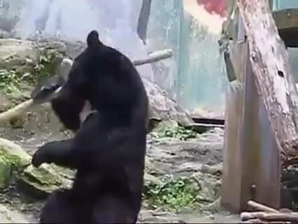 A bear trying to pass the time A bear trying to pass the time