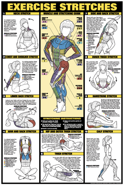 exercise stretches fitness chart exercises stretches and stretch charts