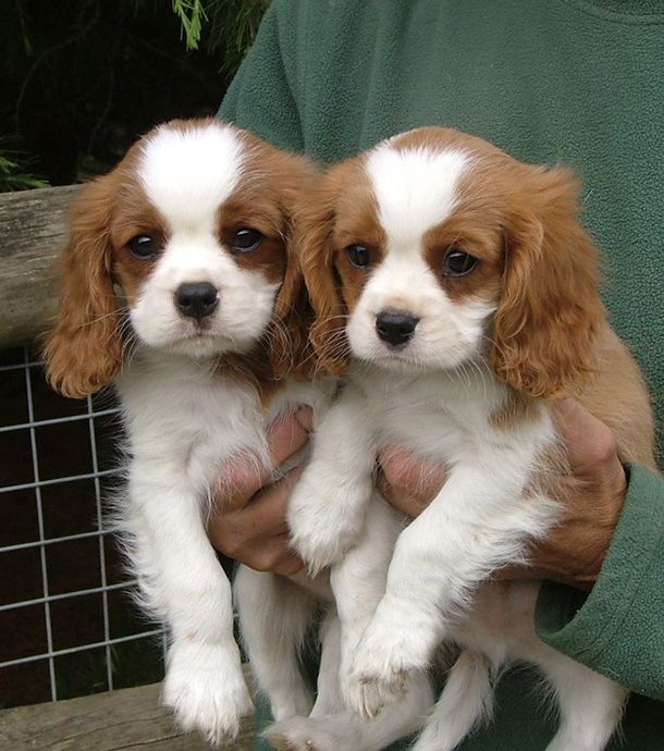 24 Idees De Chiens Autres Races En 21 Cavalier King Charles Chiot Cavalier King Charles Chiot 24 Idees De Chiens Autres Races En 21 Cavalier King Charles Chiot Cavalier King Charles Chiot