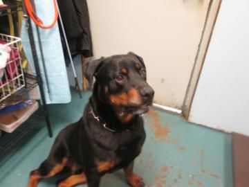 Oregon Rhett Is Neutered Rottweiler Mix Who Is Not Avail For