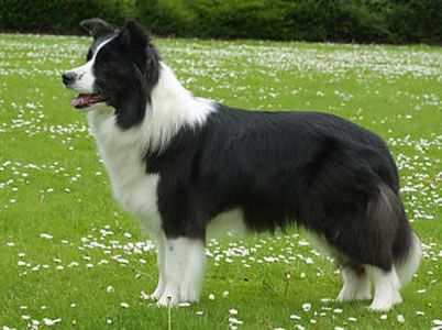 Border Collie Dog Breeds Collie Smartest Dogs