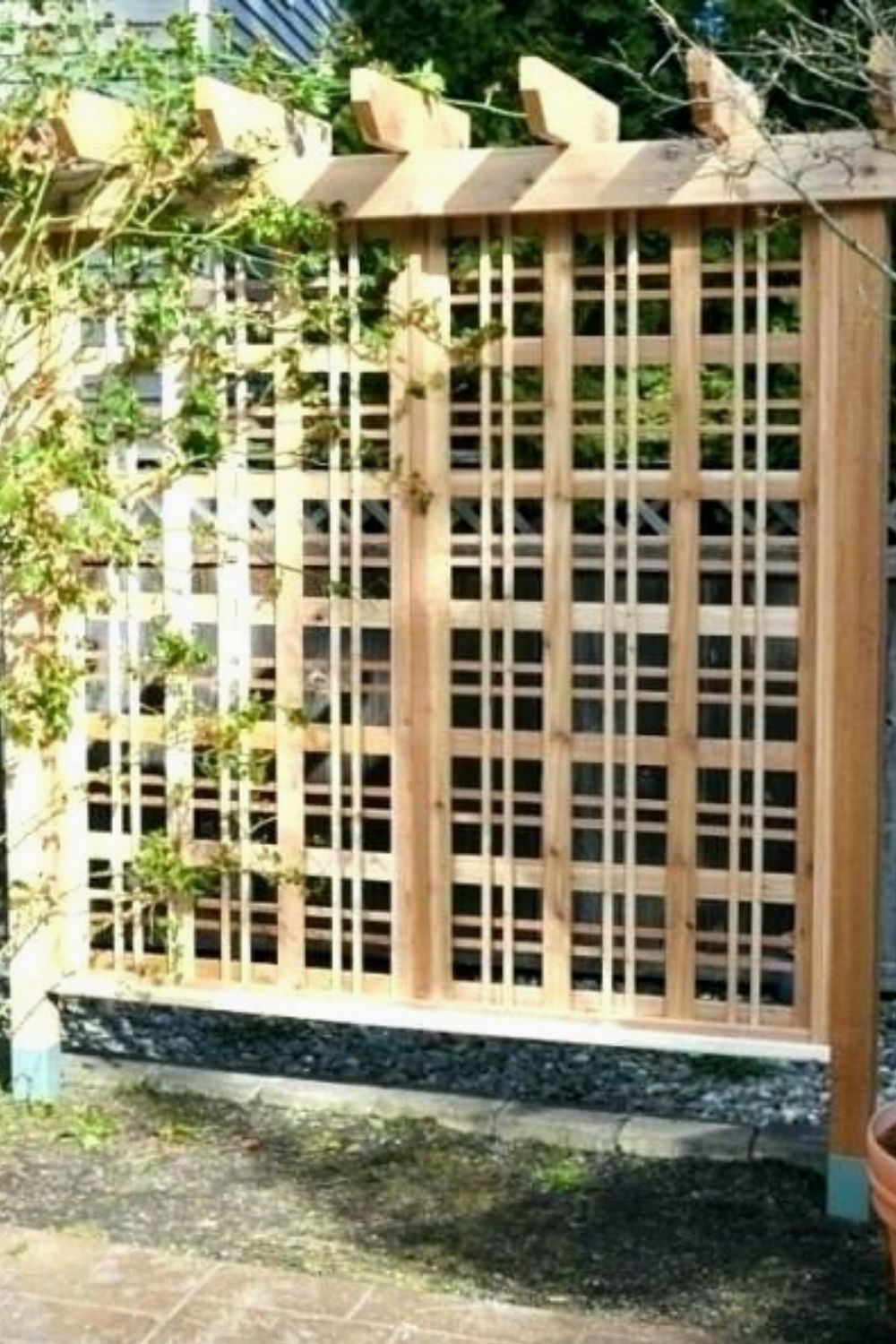 cheap garden trellis with lights that s you love verticalgardening trellising trellisideas veggiegarden growyouro garden trellis trellis vertical garden gated arbor trellis on cheap garden trellis with lights that s you love verticalgardening trellising trellisideas veggiegarden growyouro garden trellis trellis vertical garden pinterest