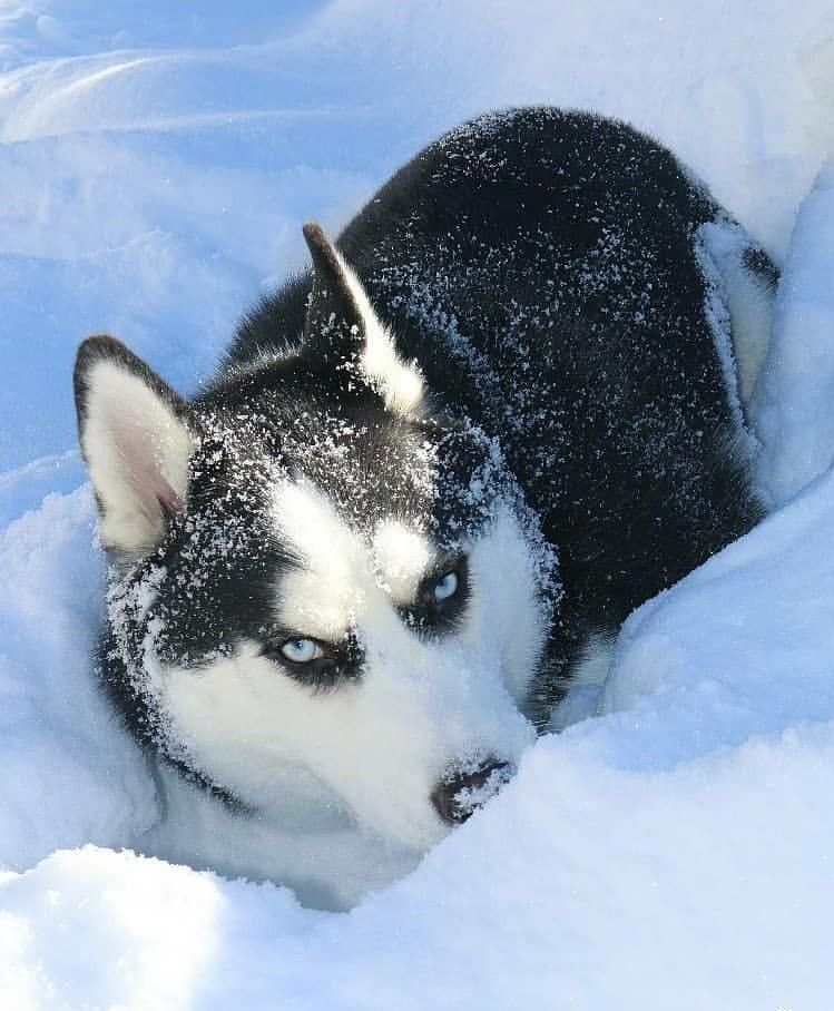 Discover Agile Siberian Husky Pup Exercise Needs