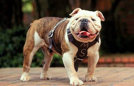 Miss State S Bully My Son Lee Went To School There Bulldog
