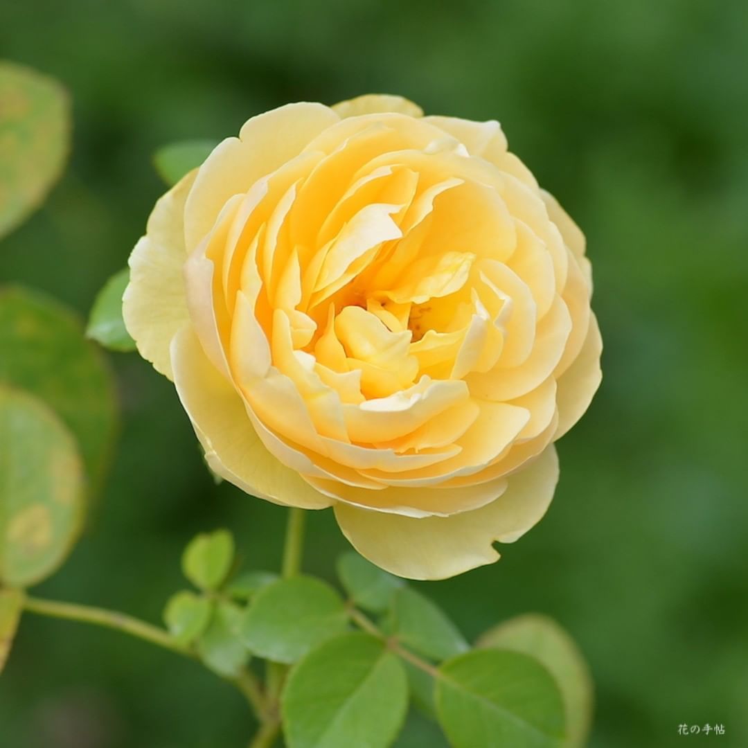 ボード 私的薔薇図鑑 のピン ボード 私的薔薇図鑑 のピン