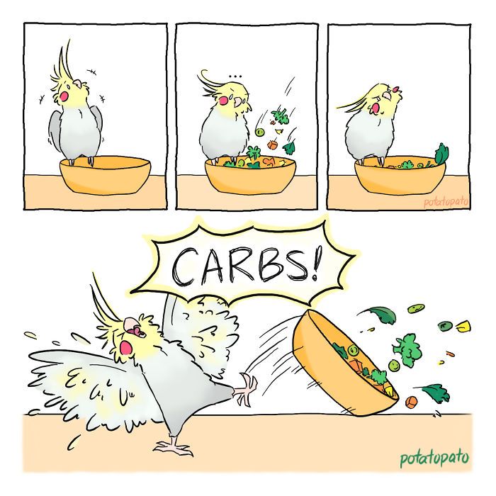 Pretty Birds, Cute Birds, Cute Little Animals, Cute Funny Animals, Animal Drawings, Cute Drawings, Cockatiel Care, Parrot Drawing, Funny Parrots