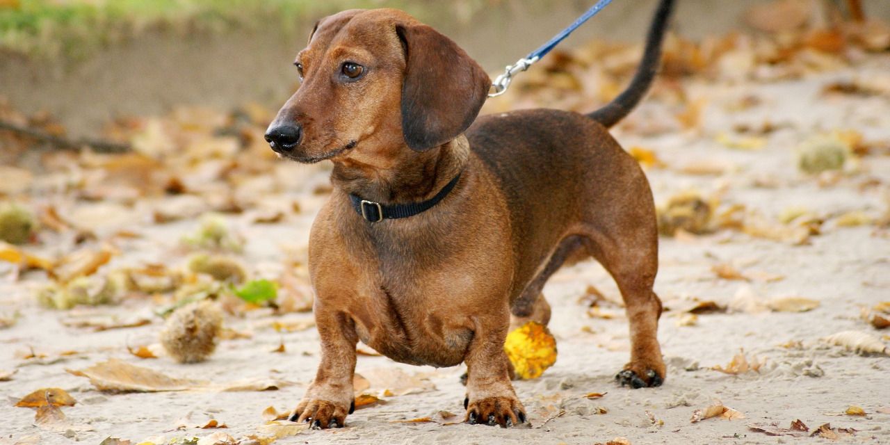 20 Cool Facts To Learn About Dachshunds Dog Breeds Dogs Dachshund