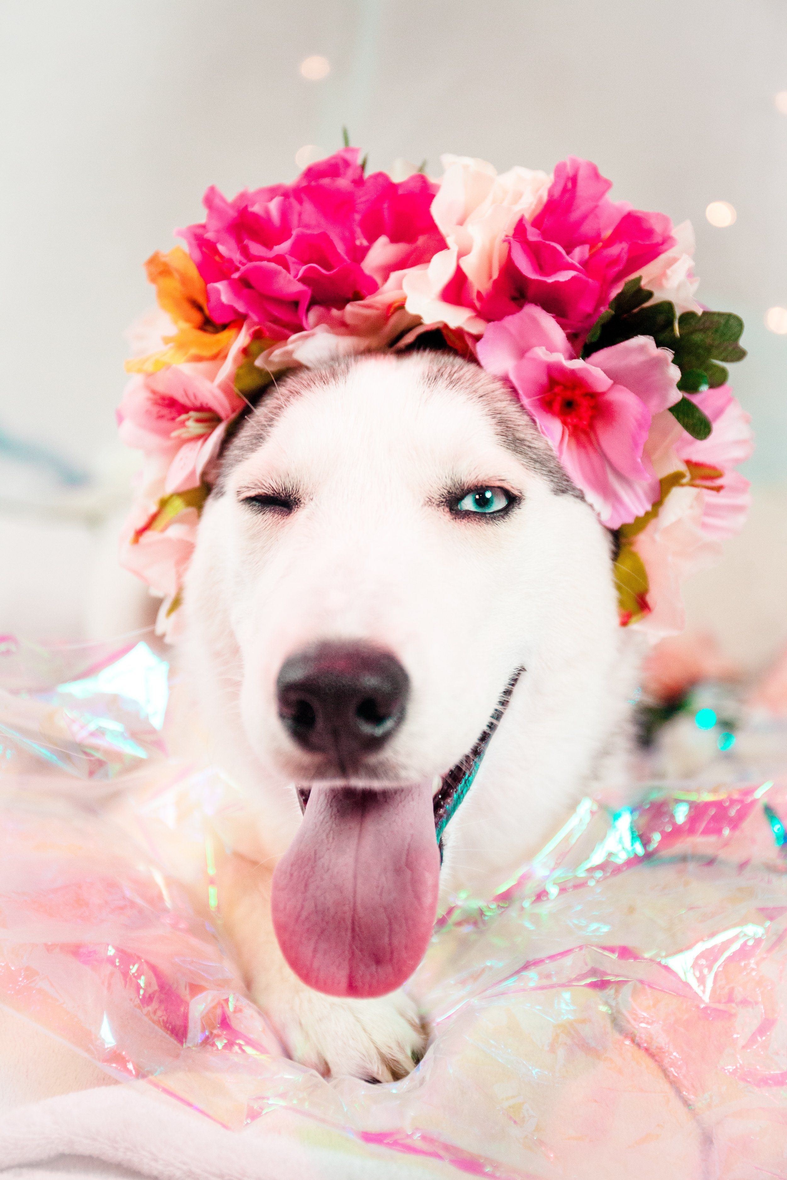 Spring Time Is Liver Time Pawromatherapy Natural Pet Products