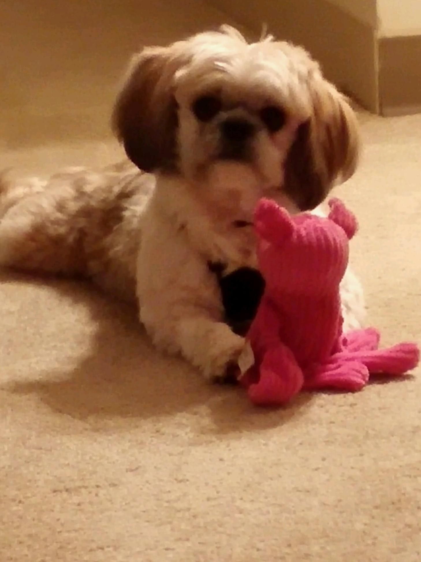 Shih Tzu Hair Loss Due To Health Problems Shih Tzu Shih Tzu