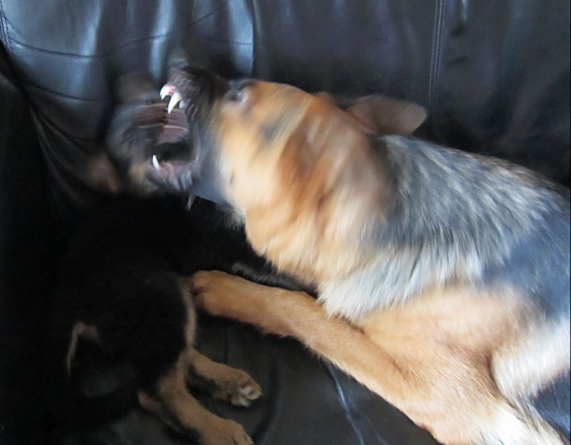 German Shepherd With Pup Oops German Shepherd Shepherd German