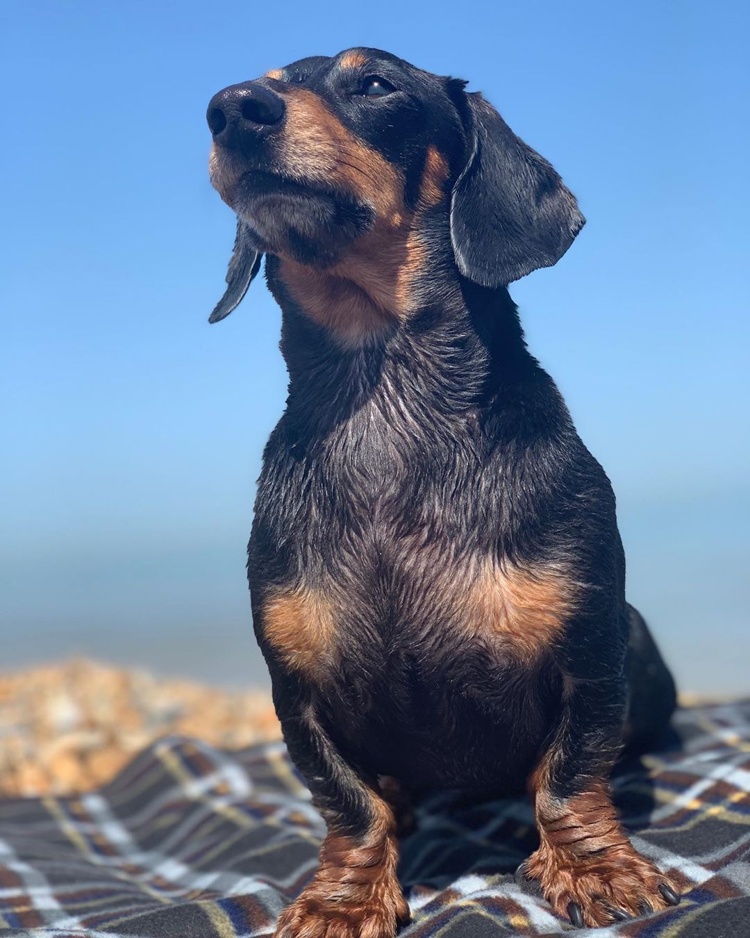 Dachshund Products Apparel And Gifts Dachshund Weenie Dogs