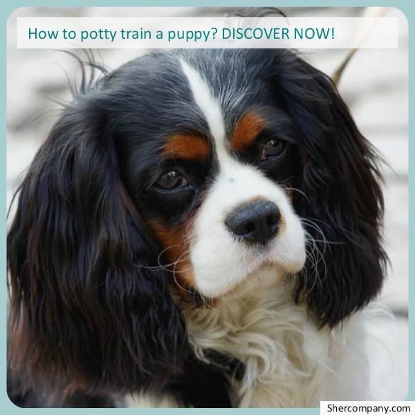 Dog Training Boot Camp Check Out The Pic For Various Dog