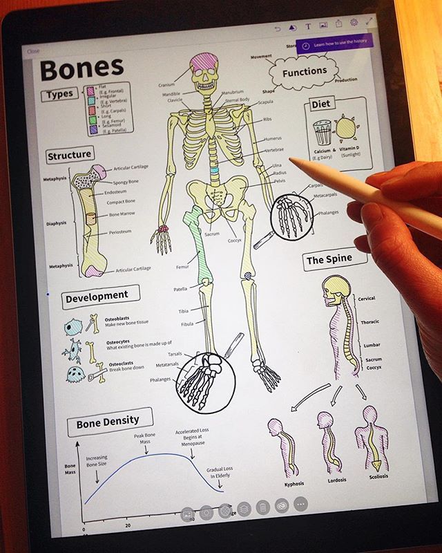 Dr Sarah Clifford Illustration on Instagram: “Adding the final labels to my piece on the basic anatomy of the human skeleton! Bones bones bones