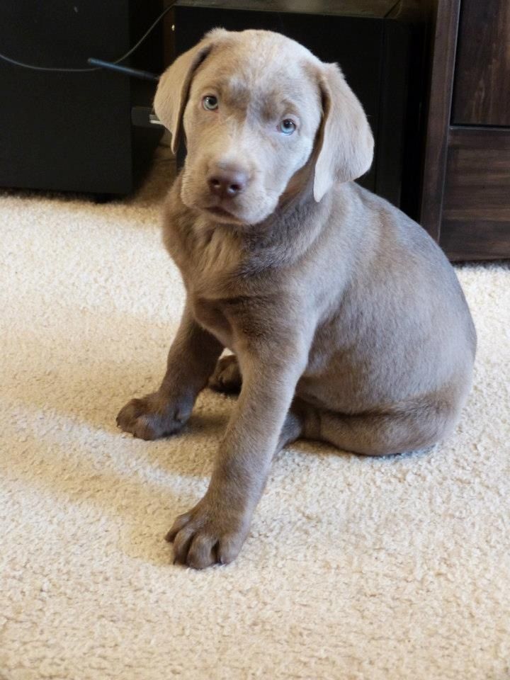 My Baby Bella Silver Lab Cachorros Perros Mascotas
