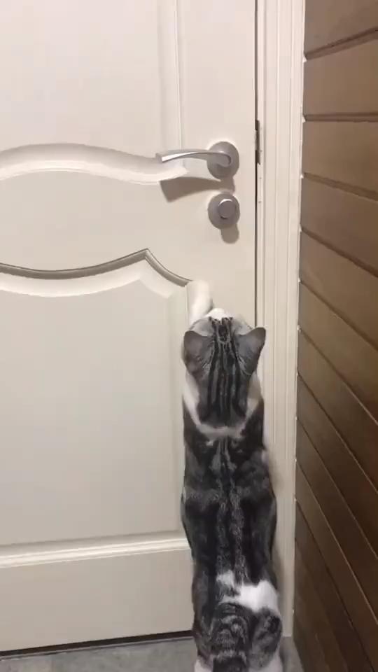 d1c71a08d7633da3dad8f4c0c73fe204 - Can Cat Open Doors Cat Open door, Amazing tricks. catniphumor Cute cats and kittens