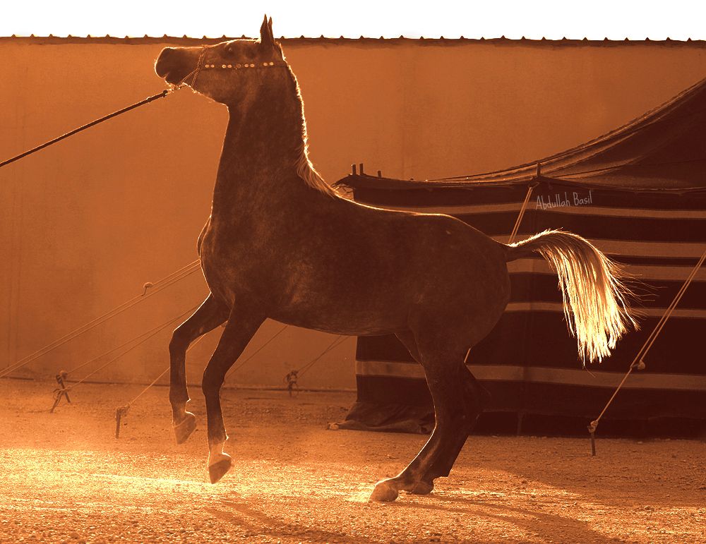 ربابة بدو اصيل المشاقبة دلة قهوة خيل Horses Arabian Horse Animals
