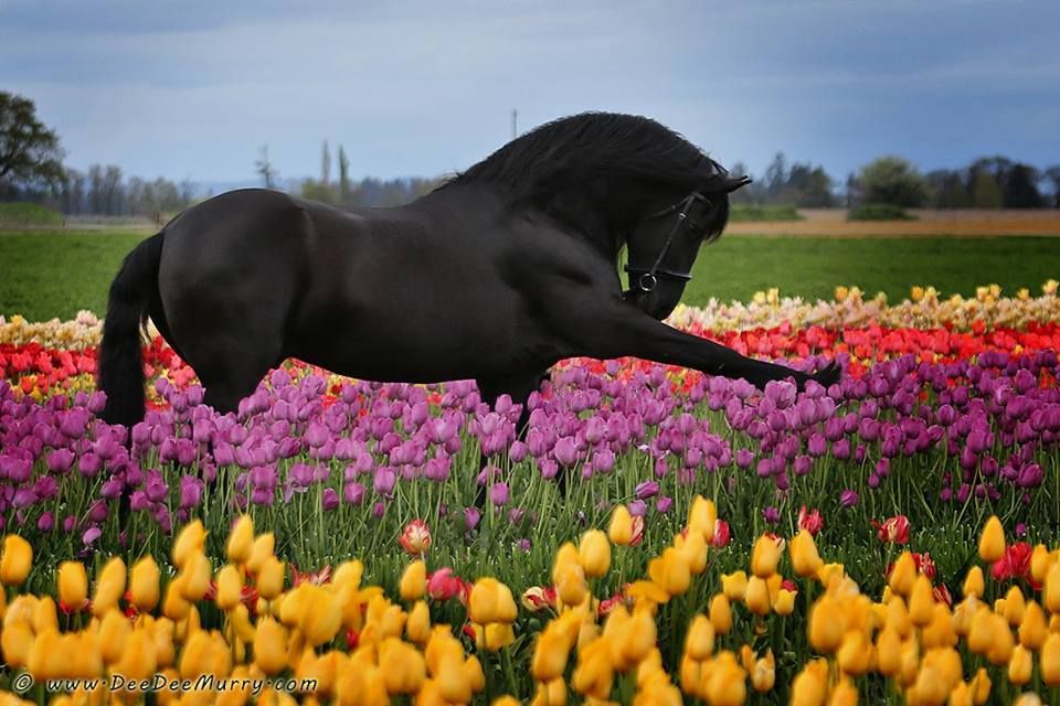 Tulip field | Beautiful horses, Horse photos, Friesian horse