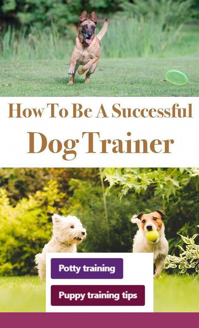 Clicker Training Puppy To Walk On Leash Clicker training puppy, Dog Clicker Training Puppy To Walk On Leash Clicker training puppy, Dog
