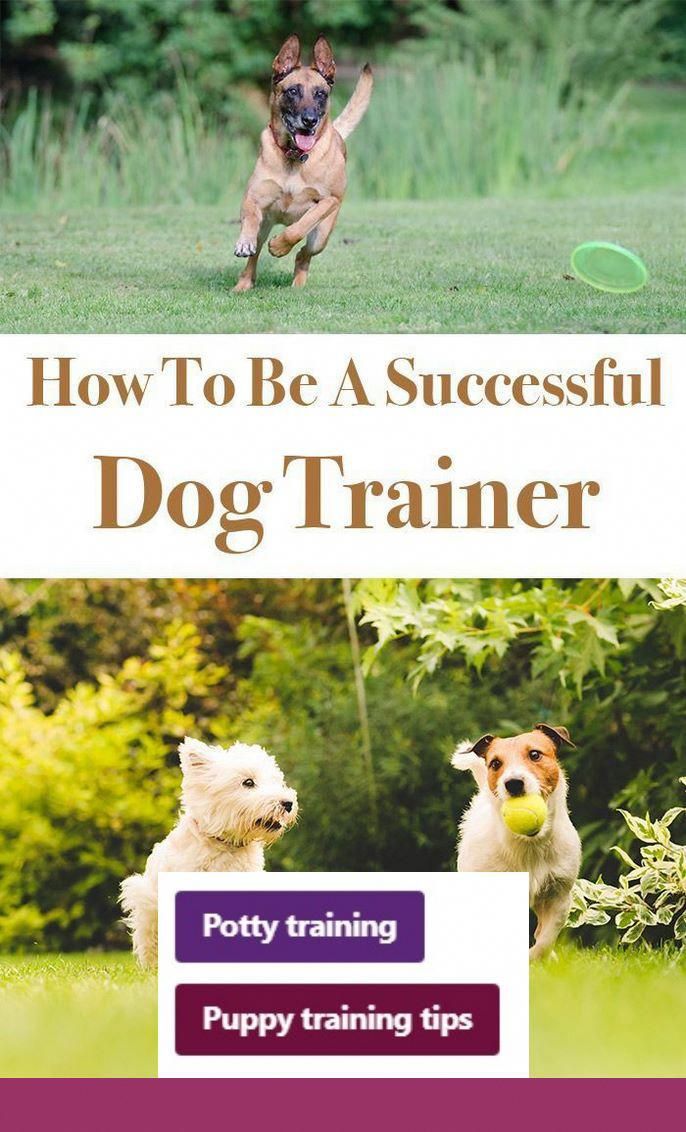 Clicker Training Puppy To Walk On Leash Clicker training