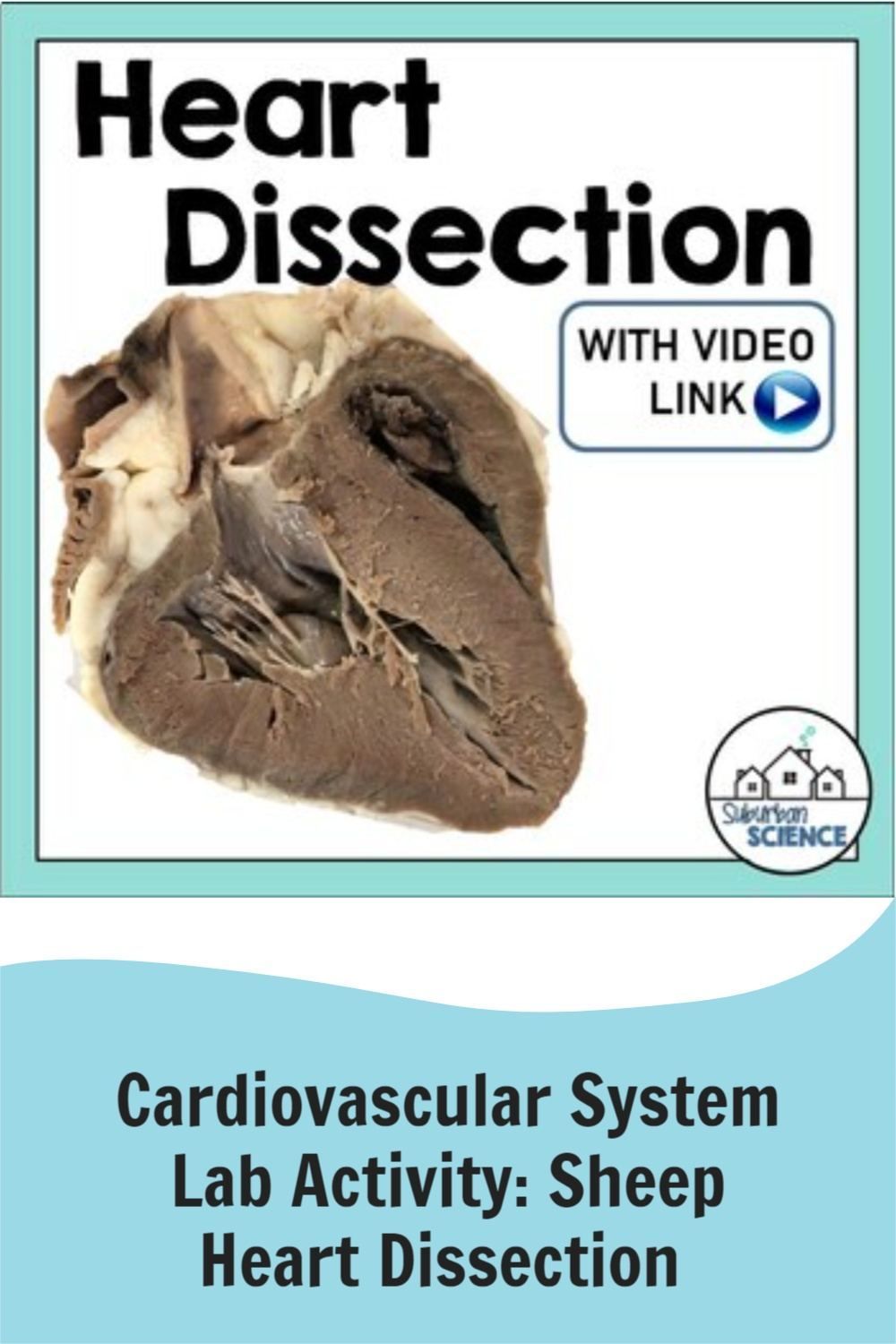 Cardiovascular System Lab Activity: Sheep Heart Dissection | Dissection