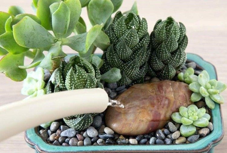Comment Arroser Les Plantes Grasses Et Les Succulentes Succulentes Plantes Grasses Arroser Plante