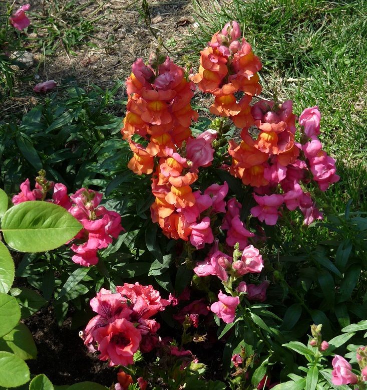 Garten Löwenmaul Löwenmaul (Antirrhinum majus) | Löwenmaul, Garten