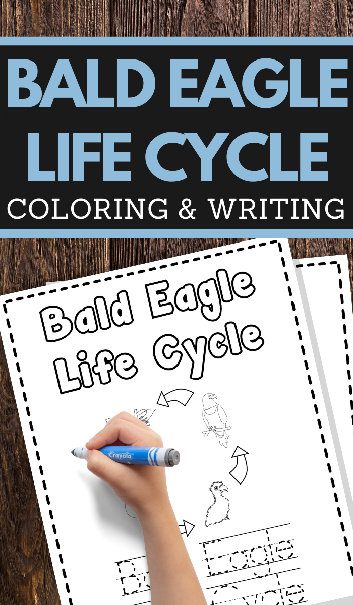 Bald Eagle Life Cycle Coloring and Writing Pages