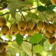 Kiwipflanze: Pflanze, Nahrung, Ernte Kiwi # Bonbon Winterharte Kiwi - rsm23230400 - #Bonbon #Ernte #Kiwi #KiwiPflanze #NAHRUNG #Pflanze #rsm23230400 #Winterharte #kletterpflanzenwinterhart Kiwipflanze: Pflanze, Nahrung, Ernte Kiwi # Bonbon Winterharte Kiwi - rsm23230400 - #Bonbon #Ernte #Kiwi #KiwiPflanze #NAHRUNG #Pflanze #rsm23230400 #Winterharte #kletterpflanzenwinterhart