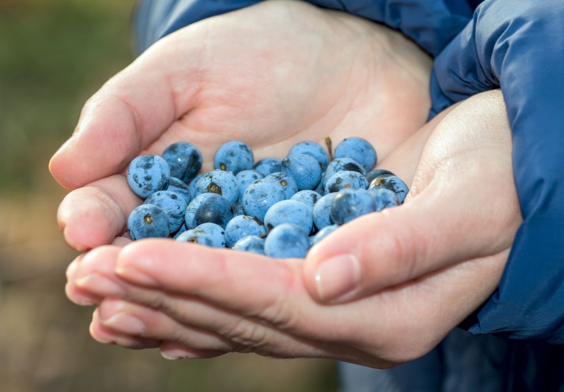 How to Use Sloes 3 Ways – Sloe Syrup, Juice, and Jam #sloes #sloeberries #sloesyrup #sloejam #sloejuice #sloe