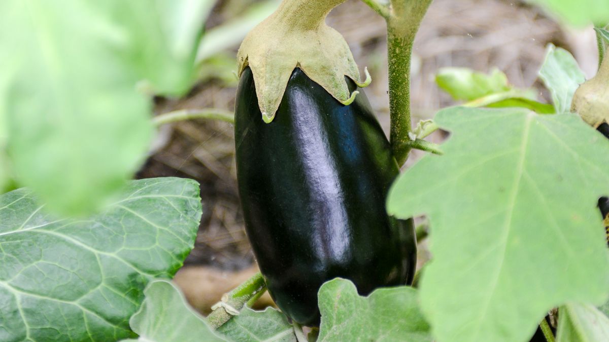 Planting eggplant seeds outdoors