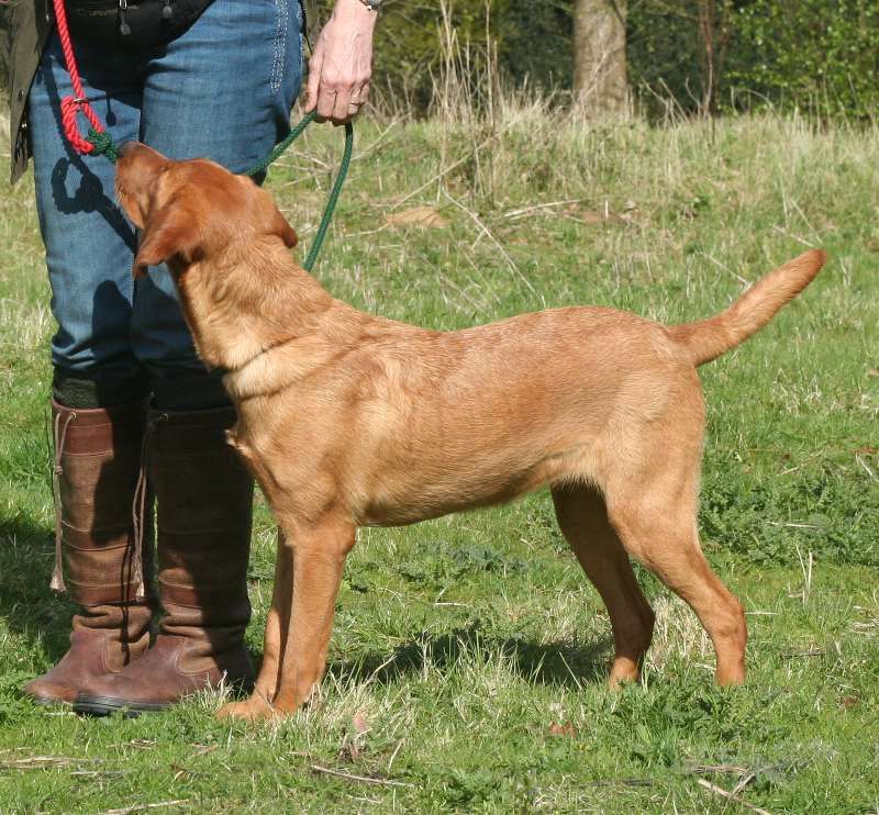 Heel Tips Teaching A Dog To Heel In Simple Stages Doggies