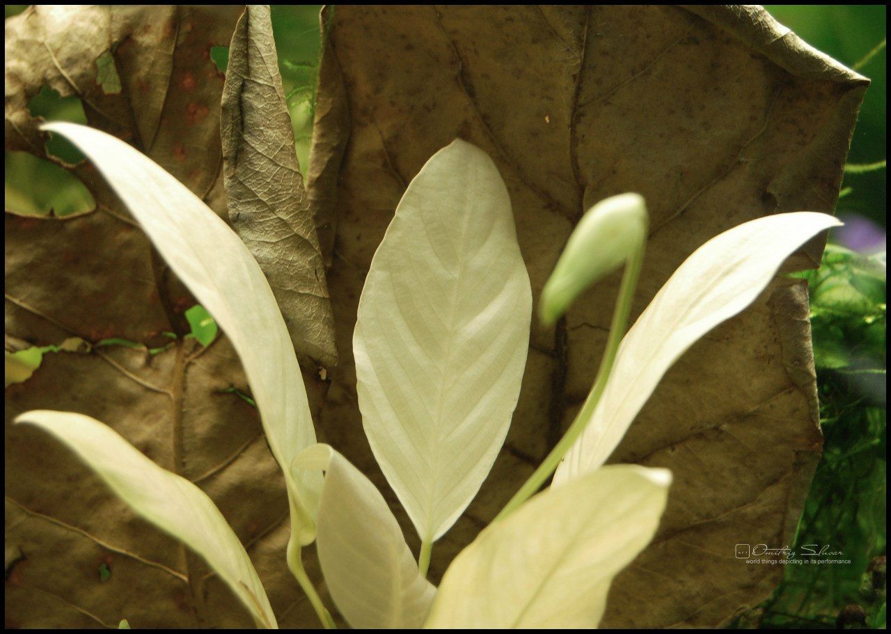 anubias sp white flamingo
