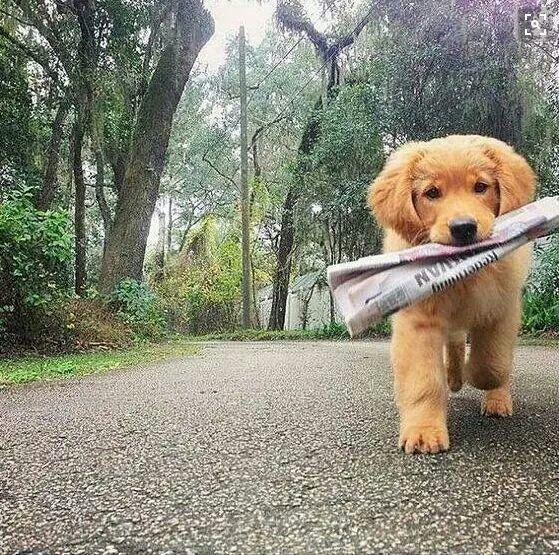 Extra Extra Read All About It Cute Animals Cute Dogs Puppies