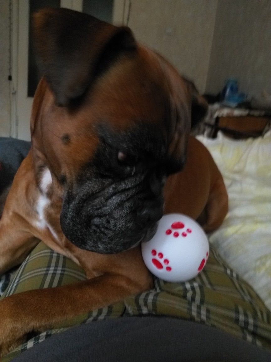 Pin By Dreamlinequilts On Boxers The Best Dog Ever My Boss