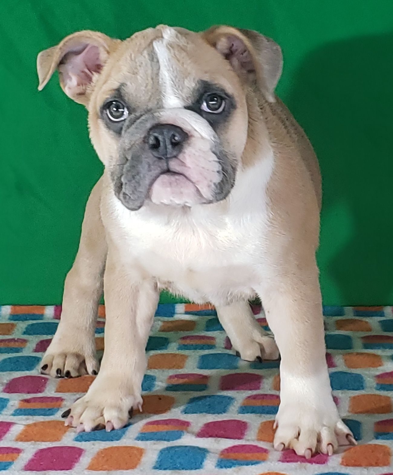Filet Mignon Blue Fawn English Female 2700 Pet Priced 3500