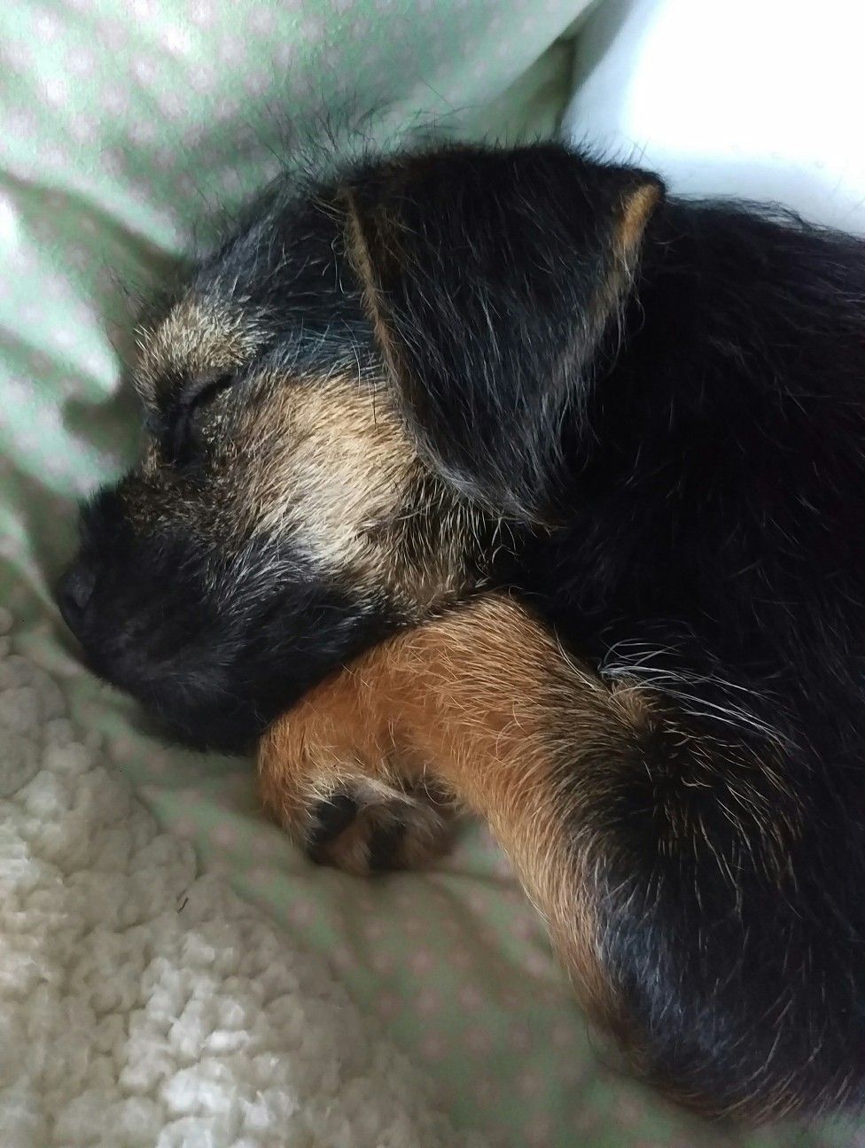 Looks Like Darcey Xxxxxxxxxxxxxxxxxxxx Dogs Border Terrier