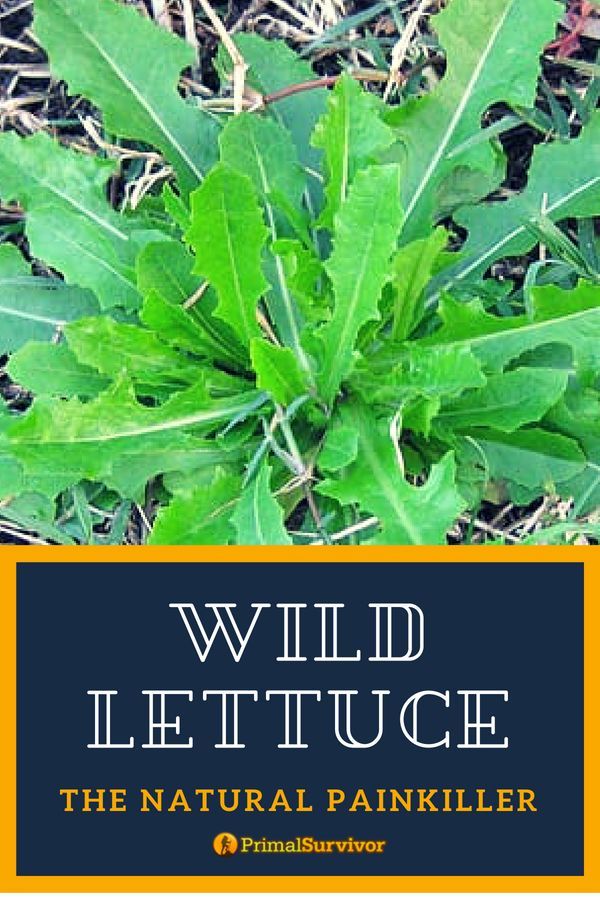 The fast acting Natural Painkiller. Wild Lettuce is a plant which can grow 6 feet tall. It has yellow flowers and spiny leaves. The Latin name “lactuca” means “milk juice” and refers to the milky substance (Lactucarium) which comes out of the plant when it is cut.That milky substance contains the natural chemicals lactucin and lacttucopicrin. These are the substances which are responsible for it's pain killing properties. #wildlettuce #naturalpainkiller #products #primalsurvivor Medicinal Wild Plants, Medicinal Weeds, Medicinal Herbs Garden, Edible Wild Plants, Healing Plants, Planting Herbs, Wild Food Foraging, Medical Herbs, Herbs For Health