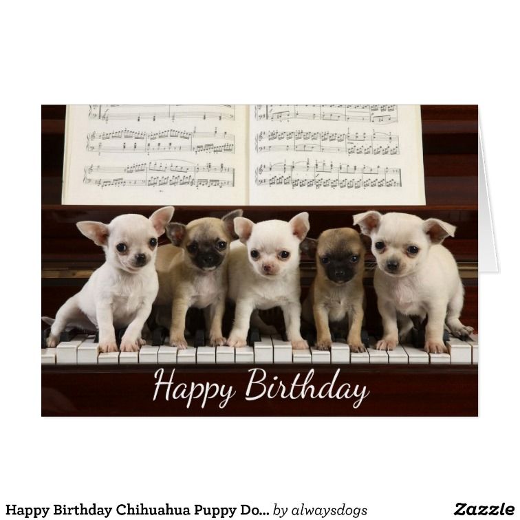 Happy Birthday Chihuahua Puppy Dog Chewawa Card Zazzle Com