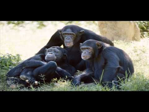 chimpanzee sound effect chimpanzee sound effect