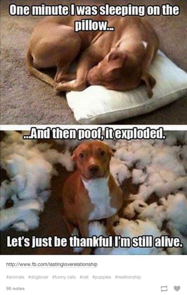 Tumblr Has A Good Handle On The Mindset Of Dogs 26 Photos