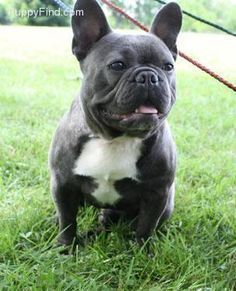 french bulldog #frenchbulldogfullgrown french bulldog #frenchbulldogfullgrown french bulldog #frenchbulldogfullgrown french bulldog #frenchbulldogfullgrown