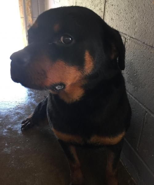 Adopt 6 Available Ella 1 Yr On Dog Pounds Rottweiler