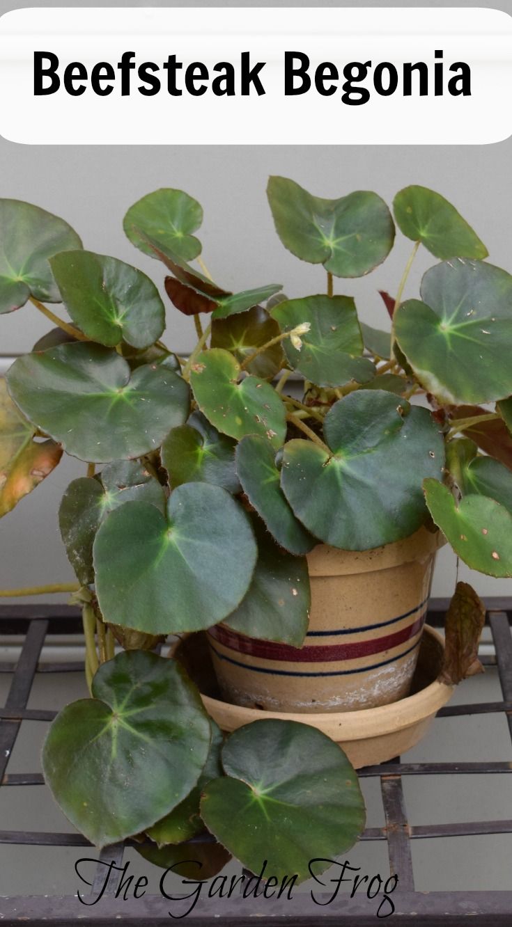 How to care for begonia - all the secrets of indoor plants How to care for begonia - all the secrets of indoor plants