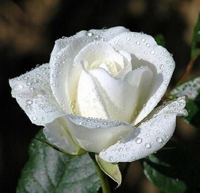 What is the meaning and purpose of white roses?