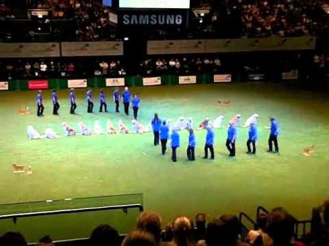The Southern Golden Retriever Display Team Crufts 2010 Wmv Pet