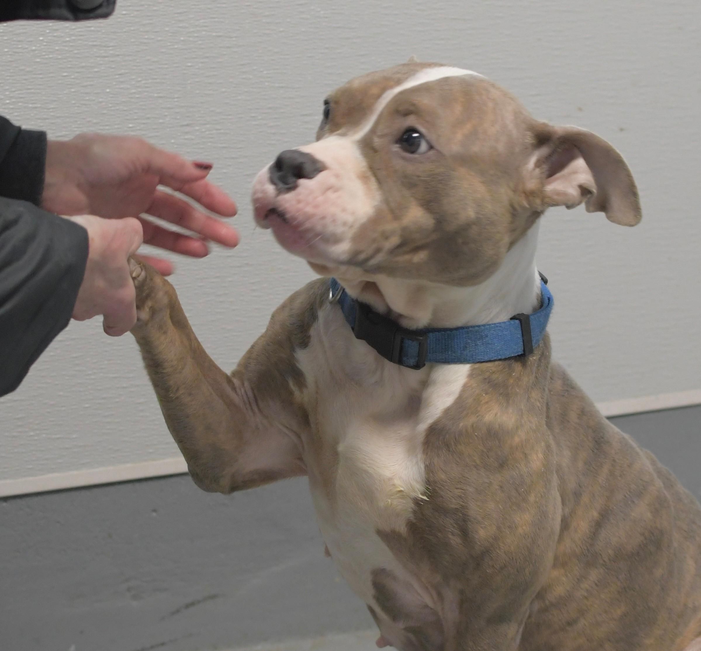 Adopt Venus on Petfinder | American staffordshire terrier ...