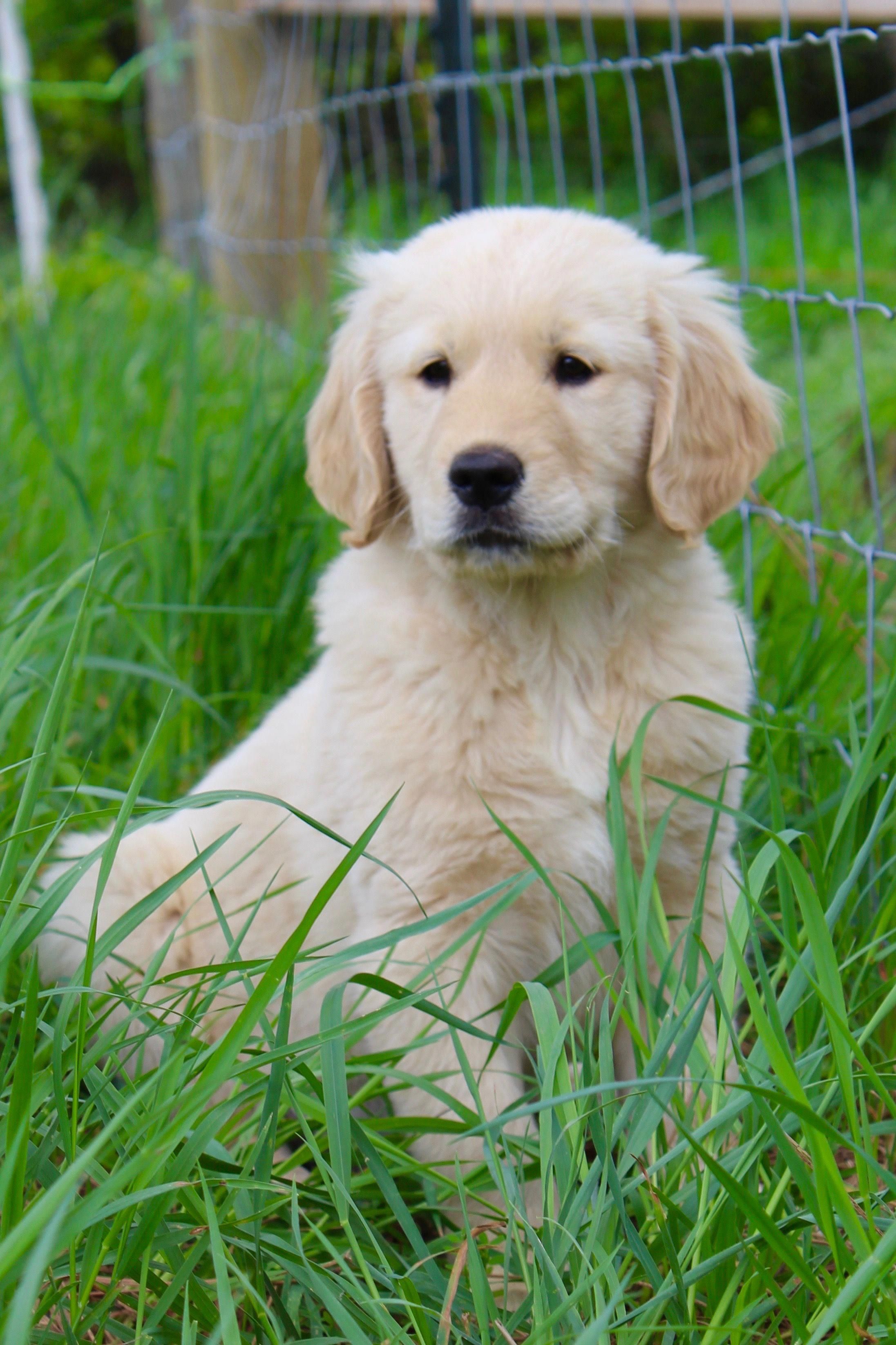 Dogs 101 Golden Retriever In Hd Furry Friends 3