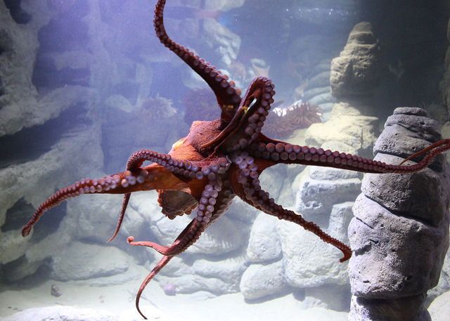 Pin on selective color photography Beautiful sea creatures, Cute animals, Octopu