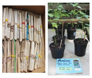 12 Tips for Starting a Nursery Business from Home - Countryside Small Garden Nursery, Flower Nursery, Plant Nursery, Garden Guide, Garden Ideas, Nursery Planning, Gardening Techniques, Gardening Tips, Diy Concrete Planters