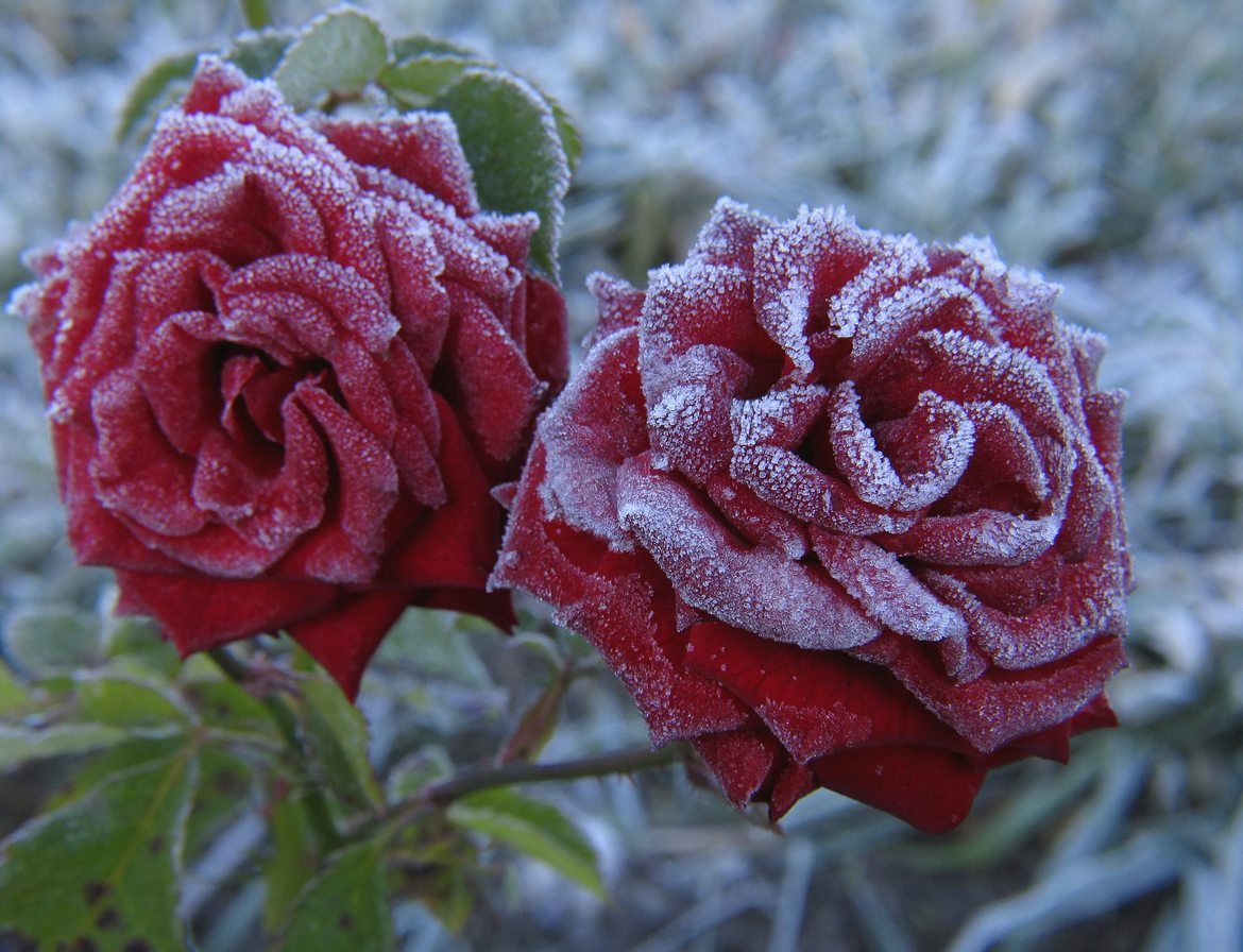 Zone 4 Roses Learn About Growing In Gardens Spring That Said With Adequate Protection And Proper Selection It Is Totally Possible To Have Beautiful Rosebushes In Zone 4
